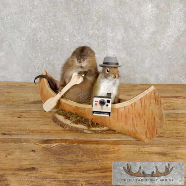 Novelty Red Squirrel Taxidermy Mount For Sale