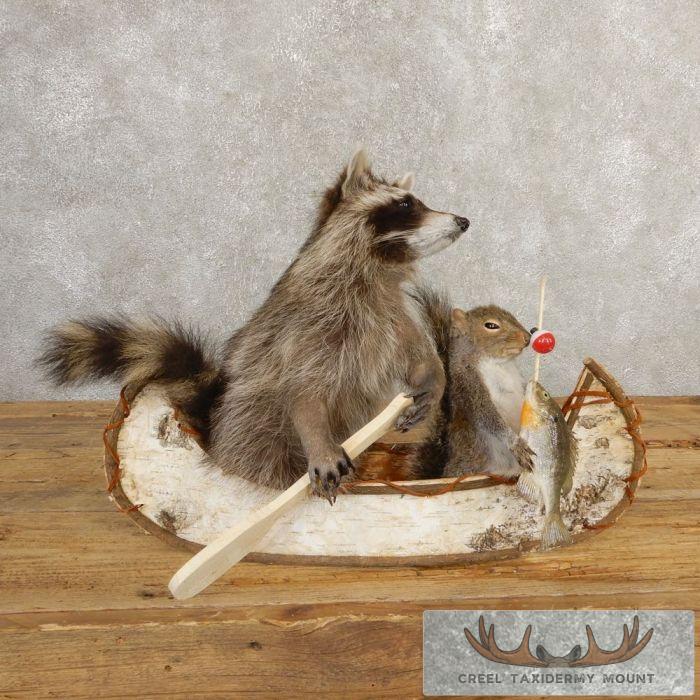 Novelty Raccoon & Gray Squirrel Taxidermy Mount For Sale