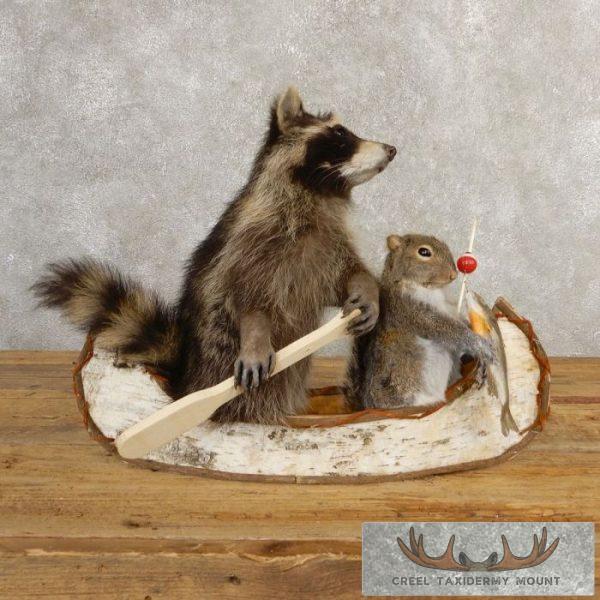 Novelty Raccoon & Gray Squirrel T For Sale | Creel Taxidermy