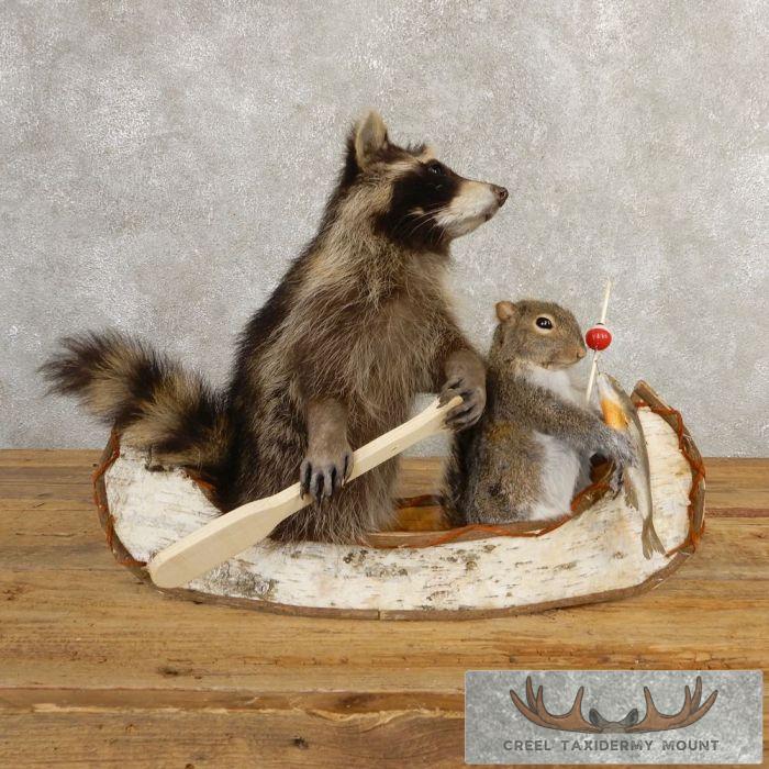 Novelty Raccoon & Gray Squirrel Taxidermy Mount For Sale