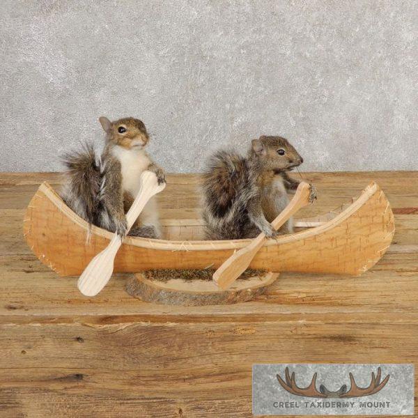 Canoeing Squirrels Novelty Taxidermy Mount For Sale