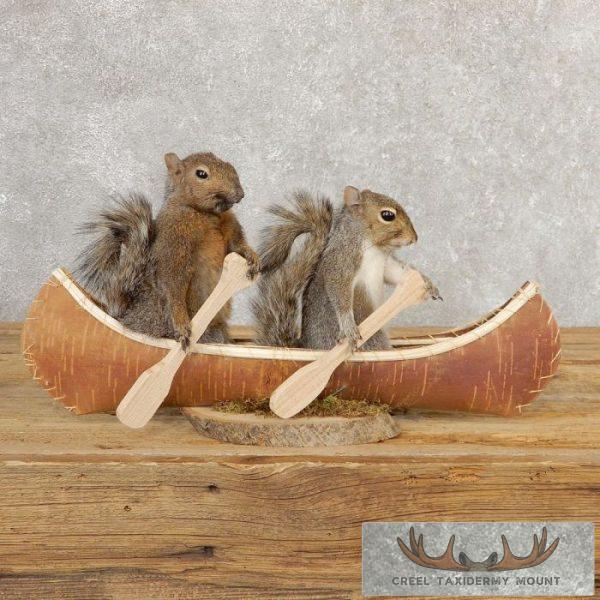 Canoeing Squirrels Novelty Taxidermy Mount For Sale