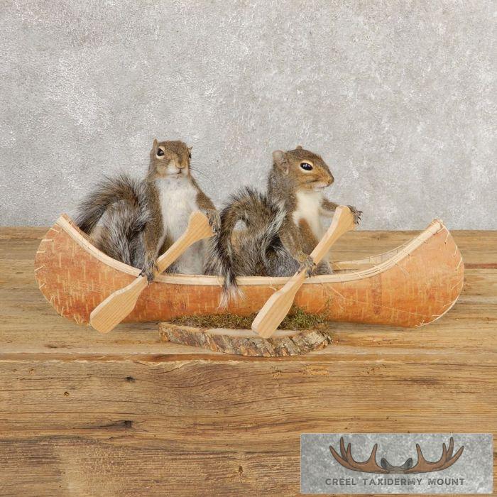 Canoeing Squirrels Novelty Taxidermy Mount For Sale