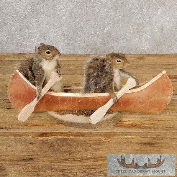 Canoeing Squirrels Novelty Taxidermy Mount For Sale