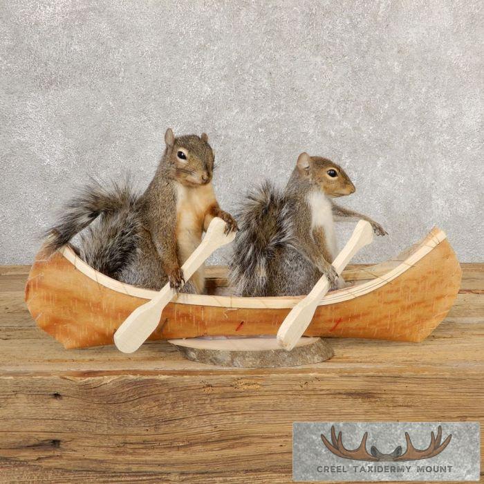 Canoeing Squirrels Novelty Taxidermy Mount For Sale
