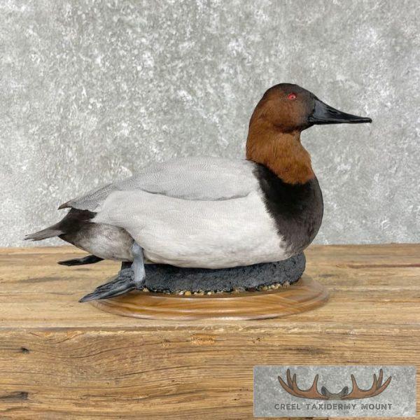 Canvasback Duck Taxidermy Bird Mount For Sale
