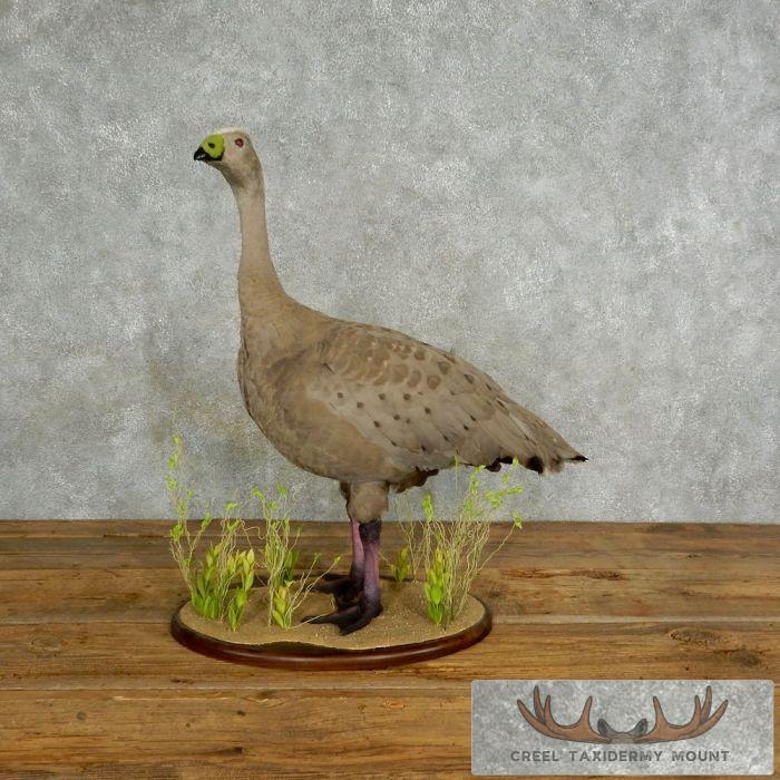 Cape Barren Goose Taxidermy Mount For Sale