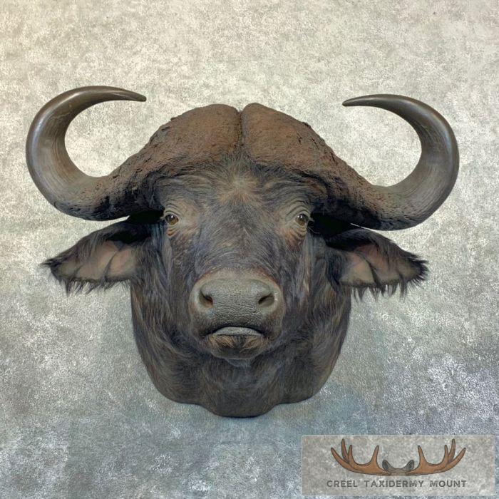 African Cape Buffalo Taxidermy Shoulder Mount For Sale