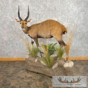 Cape Bushbuck Life-Size Taxidermy Mount Taxidermy