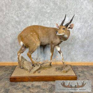 Cape Bushbuck Life-Size Taxidermy Mount Taxidermy