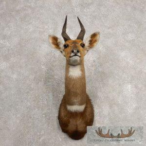 Cape Bushbuck Taxidermy Shoulder Mount Taxidermy