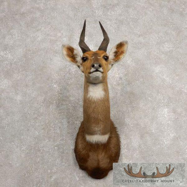 Cape Bushbuck Taxidermy Shoulder Mount For Sale