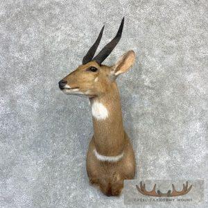 Cape Bushbuck Taxidermy Shoulder Mount Taxidermy