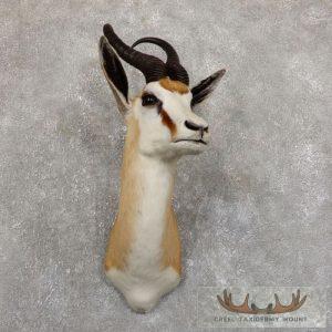 Cape Springbok Taxidermy Shoulder Mount Taxidermy