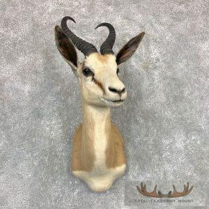 Cape Springbok Taxidermy Shoulder Mount Taxidermy