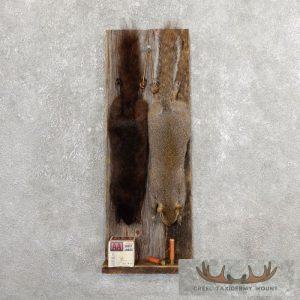 Captain's Classic Black & Grey Squirrel Display Taxidermy
