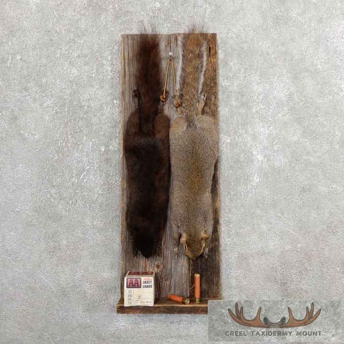 Captain's Classic Black & Grey Squirrel Display For Sale