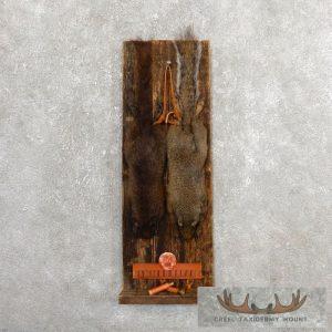 Captain's Classic Black & Grey Squirrel Display Taxidermy