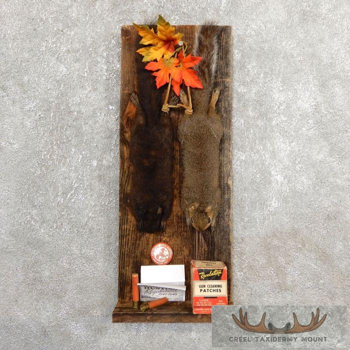 Captain's Classic Black & Grey Squirrel Display For Sale