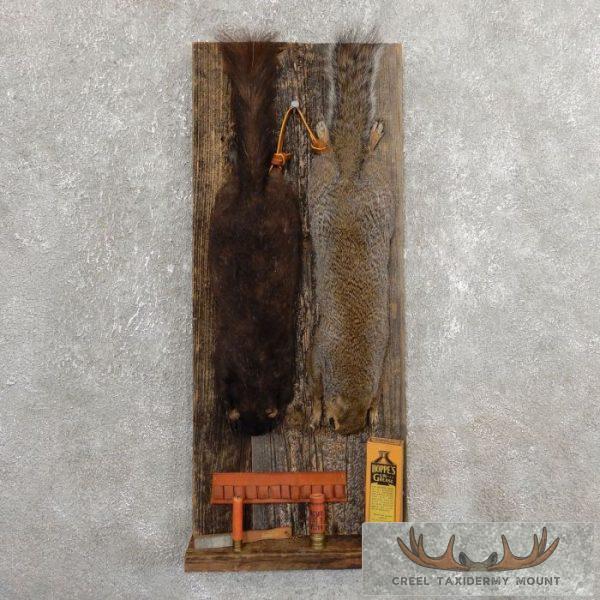 Captain's Classic Black & Grey Squirrel Display For Sale