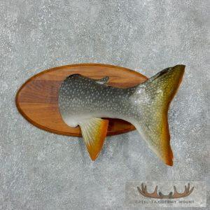 Captain's Classic "A Fish Tale" Novelty Taxidermy Mount Taxidermy