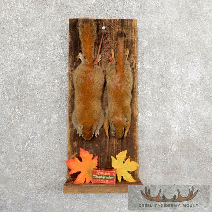 Captain's Classic Red Squirrel Display For Sale