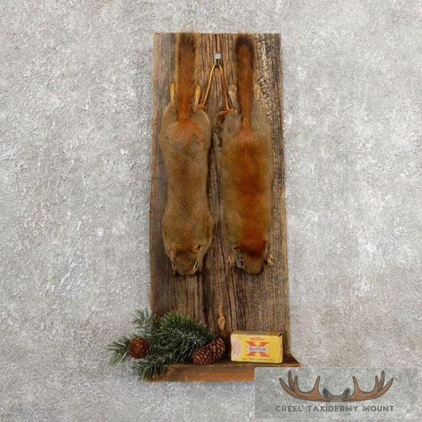 Captain's Classic Red Squirrel Display For Sale - Creel Taxidermy