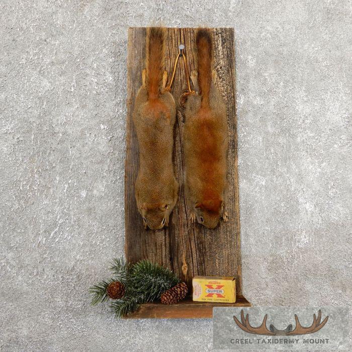 Captain's Classic Red Squirrel Display For Sale