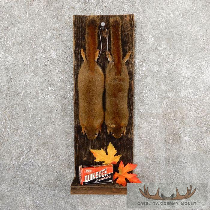 Captain's Classic Red Squirrel Display For Sale