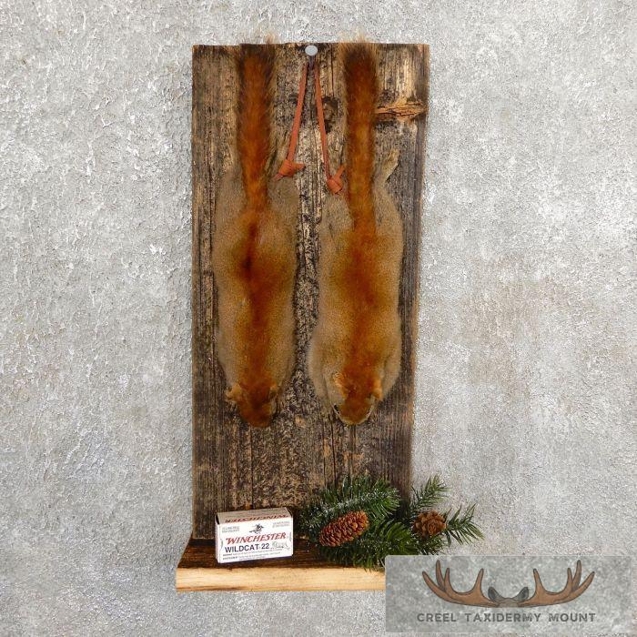 Captain's Classic Red Squirrel Display For Sale