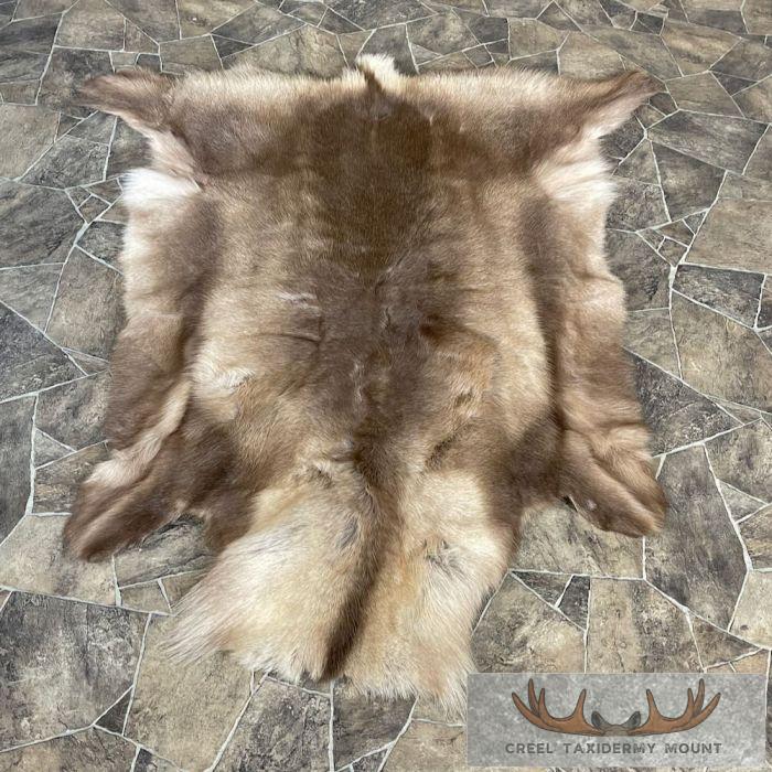 Caribou Decorative Hide Taxidermy For Sale
