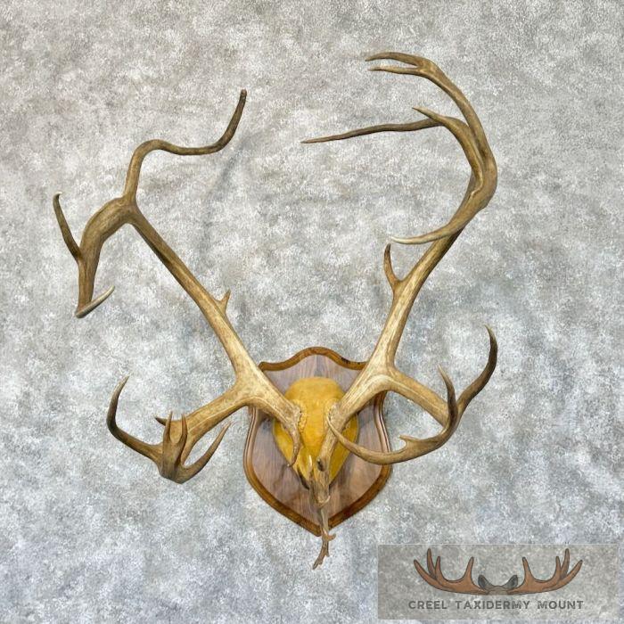 Caribou Taxidermy Plaque Mount For Sale