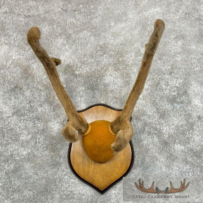 Caribou Taxidermy Plaque Mount For Sale