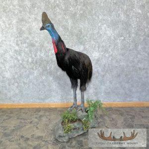 Cassowary Taxidermy Bird Mount Taxidermy