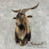 Catalina Goat Shoulder Taxidermy Mount For Sale