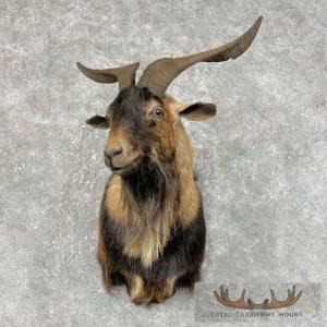 Catalina Goat Shoulder Taxidermy Mount Taxidermy