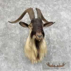 Catalina Goat Shoulder Taxidermy Mount Taxidermy