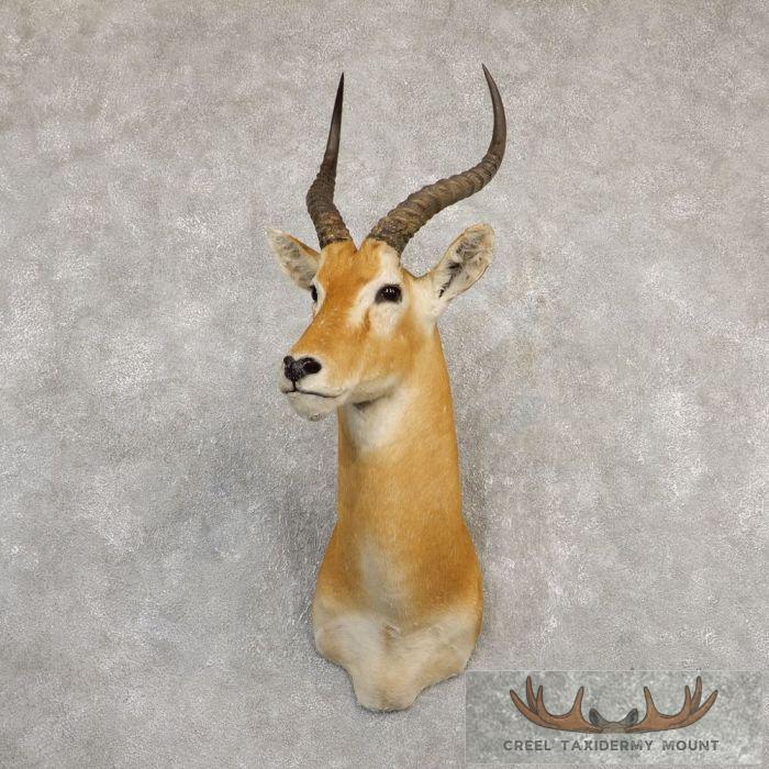 Kob Taxidermy Shoulder Mount For Sale