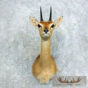 Central Oribi Shoulder Taxidermy Mount Taxidermy