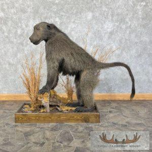 Chacma Baboon Taxidermy Life-Size Mount Taxidermy