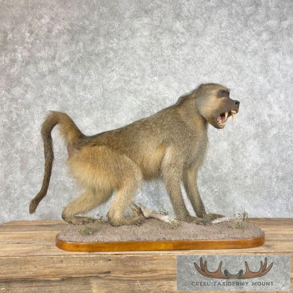 Chacma Baboon Taxidermy Life-Size Mount For Sale