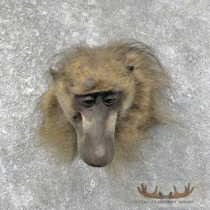 Chacma Baboon Taxidermy Shoulder Mount Taxidermy