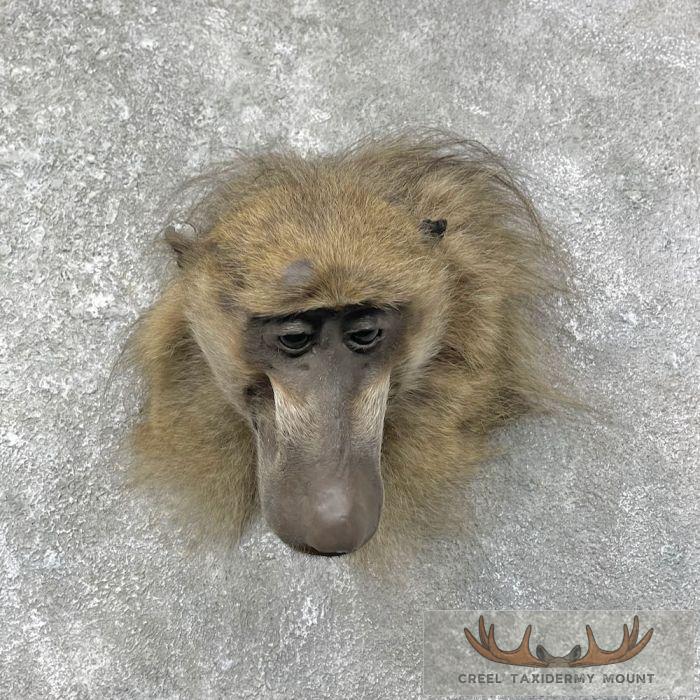 Chacma Baboon Taxidermy Shoulder Mount For Sale