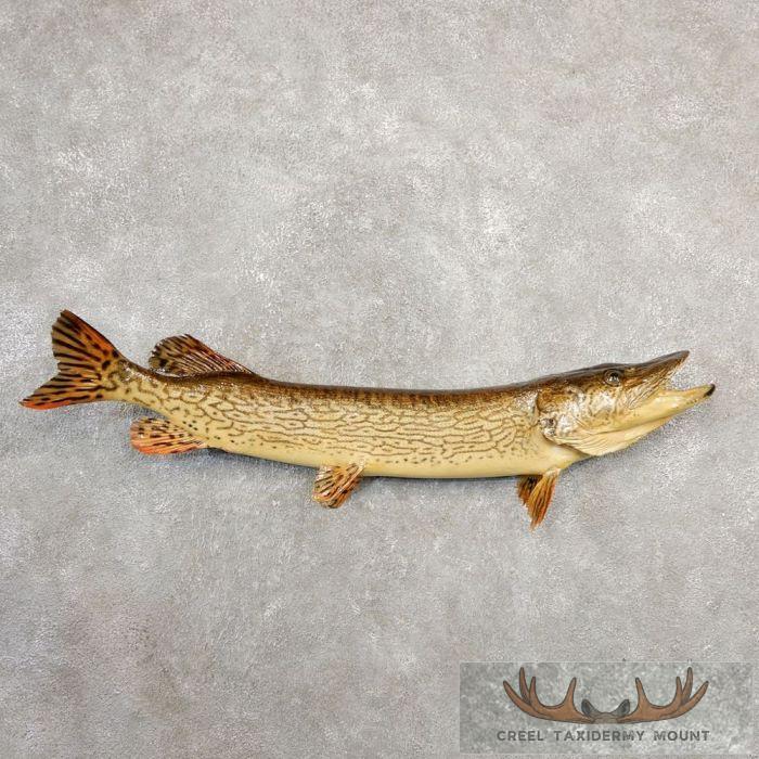 36" Chain Pickerel Taxidermy Fish Mount For Sale
