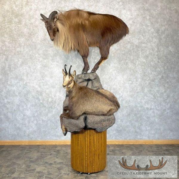 Tahr and Chamois Life-Size Taxidermy Mount For Sale