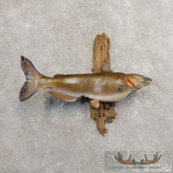 Channel Catfish Taxidermy Fish Mount For Sale