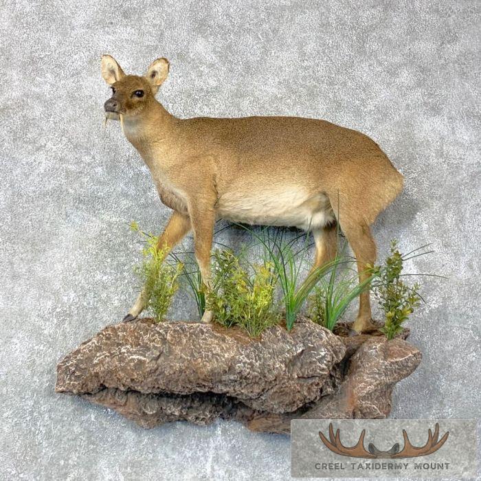Chinese Water Deer Taxidermy Life-Size Mount For Sale