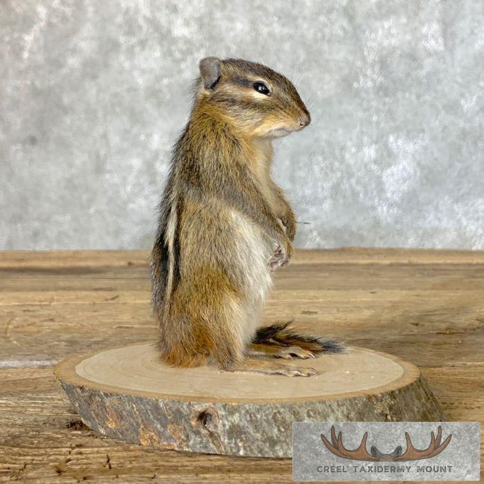 Chipmunk Taxidermy Mount For Sale