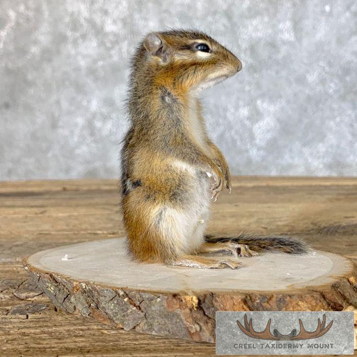 Chipmunk Taxidermy Mount For Sale