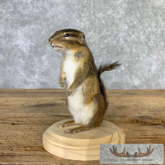 Chipmunk Taxidermy Mount For Sale